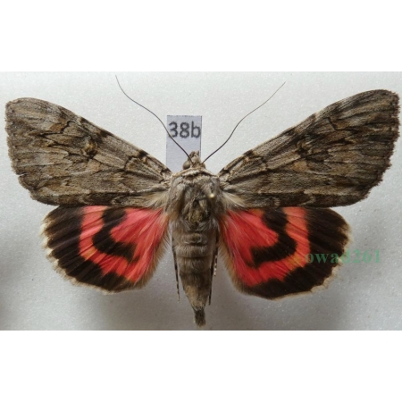 Catocala electa (Vieweg, 1790) Wstęgówka karminówka Poland38e